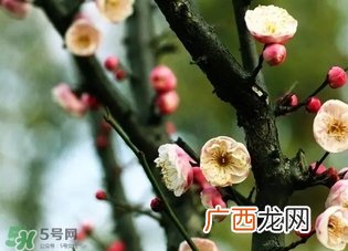 正月是腊月吗？正月和腊月是几月？