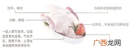 大寒期间吃什么?鹅肉滋阴润肺比较好