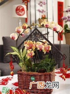 过年买什么花放家里好?过年家里放什么花好?