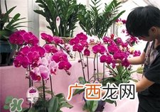 过年买什么花放家里好?过年家里放什么花好?