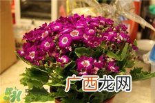 过年买什么花放家里好?过年家里放什么花好?