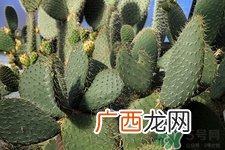 养仙人掌有什么好处?养仙人掌的作用与功效