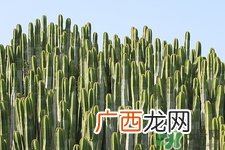 养仙人掌有什么好处?养仙人掌的作用与功效