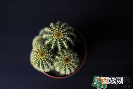 养仙人掌有什么好处?养仙人掌的作用与功效