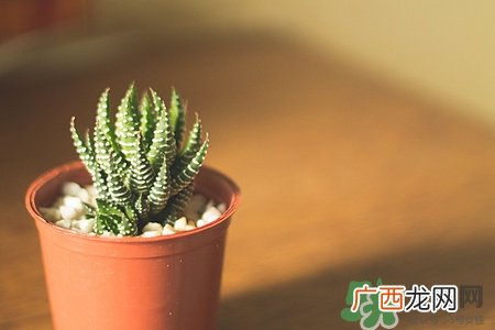 仙人掌可以放在卧室吗?仙人掌放在上面位置好