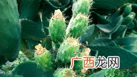 仙人掌可以放在卧室吗?仙人掌放在上面位置好