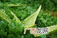 仙人掌可以放在卧室吗?仙人掌放在上面位置好