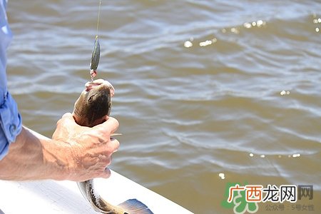 冬天钓鱼好钓吗?冬天钓鱼用什么鱼饵