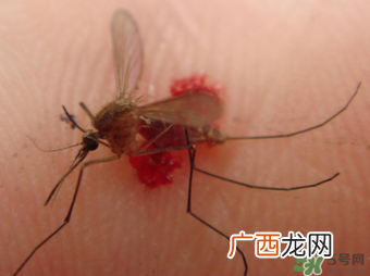 冬天有蚊子吗？为什么冬天还有蚊子？