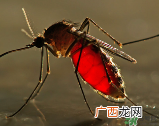 冬天有蚊子吗？为什么冬天还有蚊子？