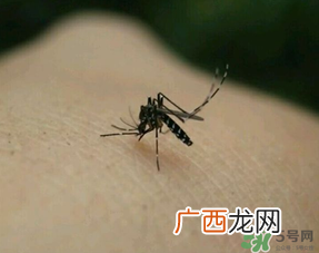 冬天有蚊子吗？为什么冬天还有蚊子？