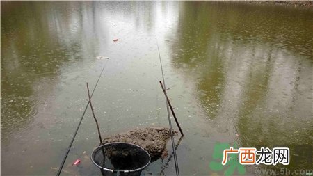 十月下雨能钓鱼吗?十月下雨天鲢鱼好钓吗?