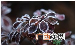 霜降为什么要吃柿子？霜降吃柿子有什么好处？