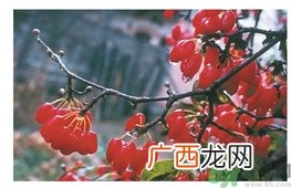茱萸是什么？重阳节为什么要插茱萸？