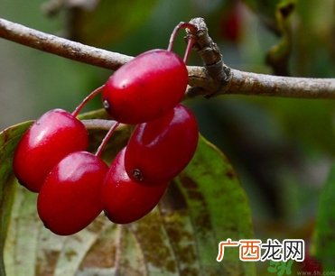 茱萸是什么？重阳节为什么要插茱萸？