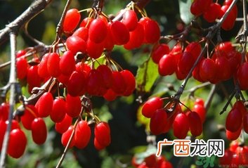 茱萸是什么？重阳节为什么要插茱萸？