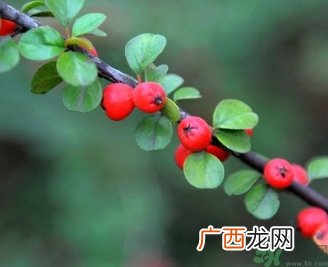 茱萸是什么？重阳节为什么要插茱萸？
