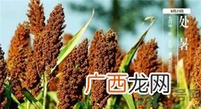 处暑代表什么?处暑的时间代表什么?