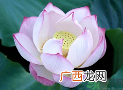 出伏吃什么养生？出伏养生注意事项
