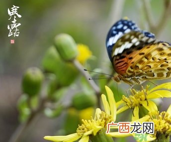 寒露穿什么衣服？寒露要注意什么？