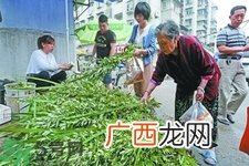 夏天可以用艾草驱蚊吗?夏天可不可以用艾草驱蚊?