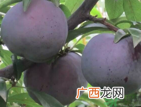 吃黑布林会上火吗？黑布林吃多了会怎样？