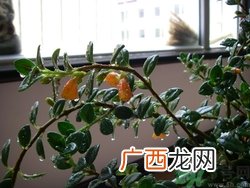 金鱼吊兰掉叶子怎么办?金鱼吊兰为什么掉叶子