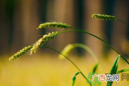 小满为什么要吃苦？适合小满吃的苦菜
