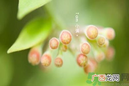 小满为什么要吃苦？适合小满吃的苦菜