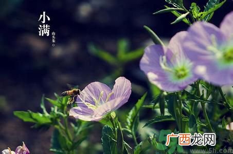 小满养生要注意什么？小满养生注意事项