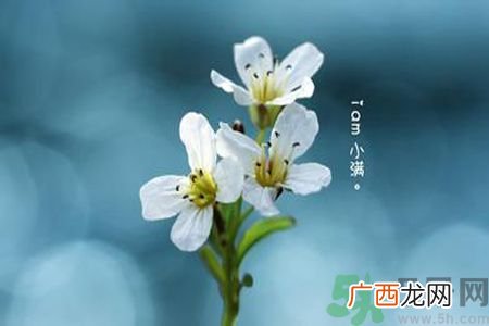 小满喝什么茶？小满喝什么茶好？