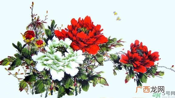 牡丹的花语是什么？牡丹的寓意是什么？