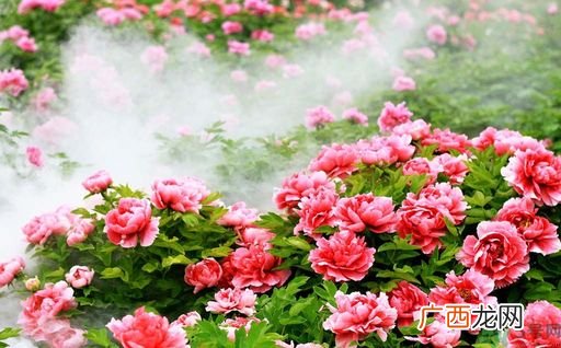 牡丹的花语是什么？牡丹的寓意是什么？