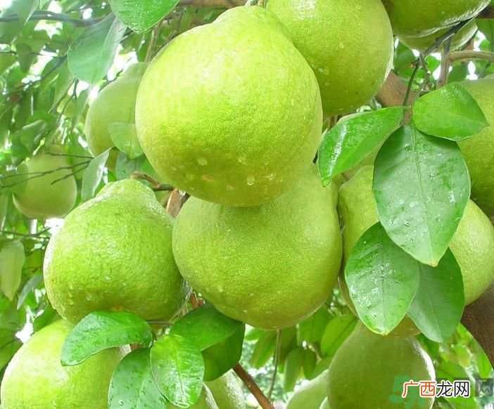 春季吃什么养生?春季怎样养生?