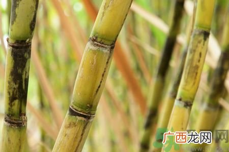 清明节可以吃甘蔗吗？清明节不能吃哪些食物？