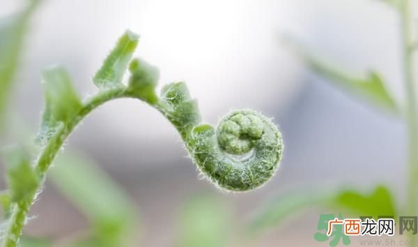 清明节可以吃甘蔗吗？清明节不能吃哪些食物？