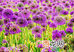 蒲公英的花语是什么?蒲公英的花语和传说