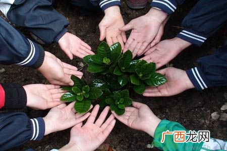 植树节是什么时候?植树节为什么定在这一天?