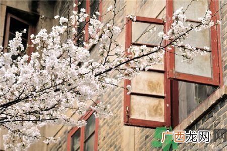 武大樱花什么时候开放?武大樱花将于3月10日盛放