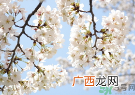 樱花有香味吗?樱花是什么味道的
