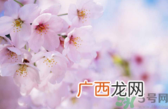 樱花有几种颜色?每种颜色樱花有什么寓意?