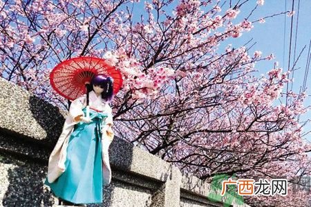 为什么那么多人喜欢樱花?中国和日本樱花有什么区别