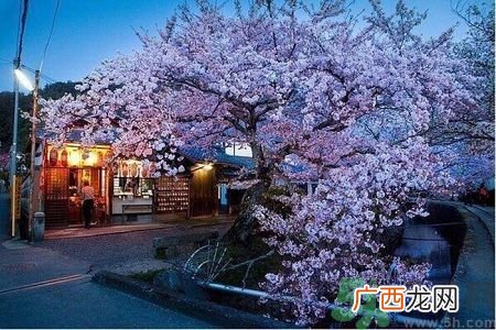 为什么那么多人喜欢樱花?中国和日本樱花有什么区别