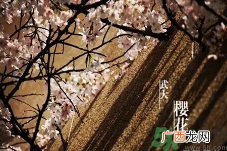 为什么那么多人喜欢樱花?中国和日本樱花有什么区别