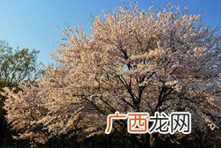 樱花的花语是什么?樱花的花语的传说有哪些