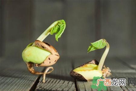 春季养肝吃什么好?多吃发芽蔬菜身体好