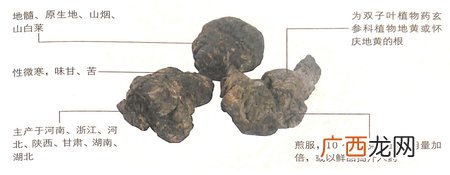 冬至药膳吃什么?生地黄滋阴保健好补品