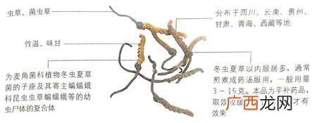 小寒节气吃冬虫夏草能有效抗癌