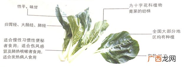 大雪节气吃小白菜能延缓皮肤衰老