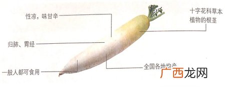 大雪节气吃白萝卜能顺气利便